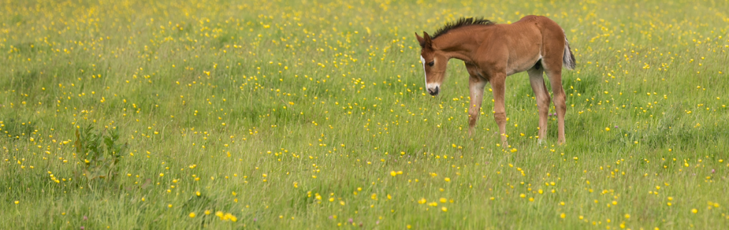 Foal in a field